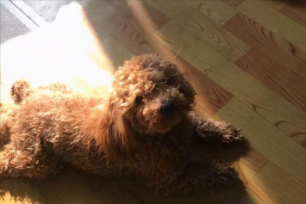 養狗多年，才知道泰迪的“這些行為”，是什麼含義