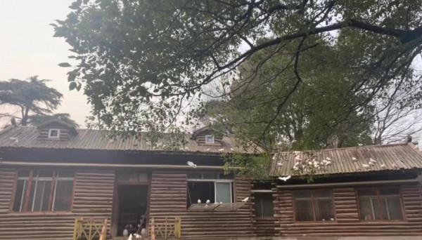 公園的鴿子會飛丟嗎？