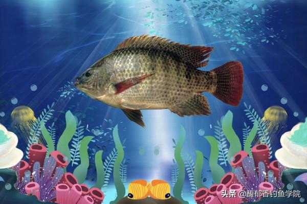 哪些魚類耐寒能力強？哪些魚類最耐熱？根據溫度來對魚進行分類