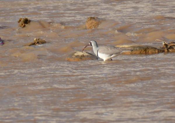 #我與鳥的故事# 䴉嘴鷸