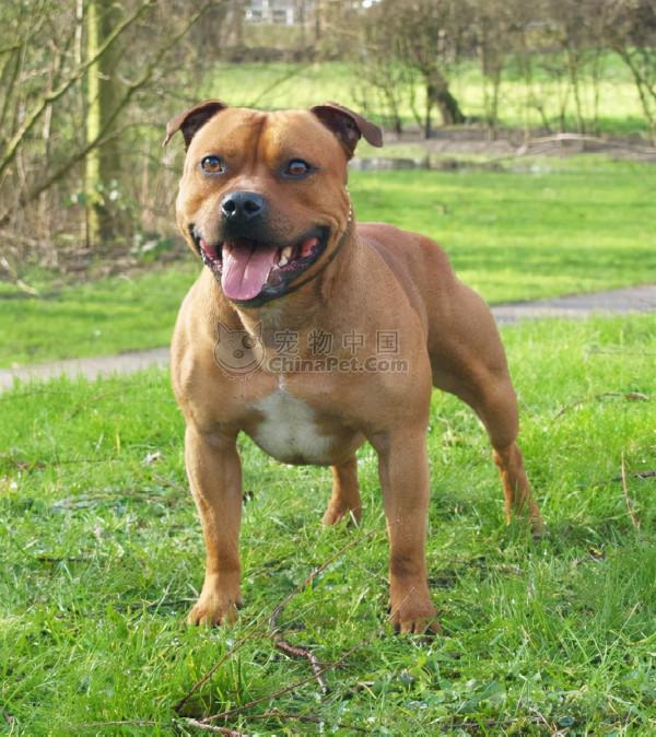 狗狗品種介紹大全！我們應該怎麼挑選適合自己的狗狗？