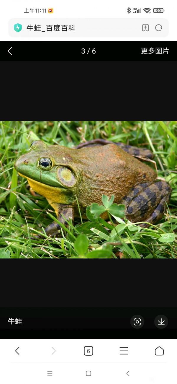 山東一男子被小魚鬧窩，一怒之下抓了只蛙撒氣，網友：“有判頭”