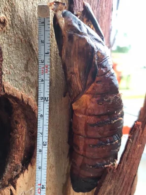 世界上最最最最重的飛蛾