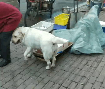 這8種狗狗，是犬類中最“特殊”的存在，你認識哪一隻？