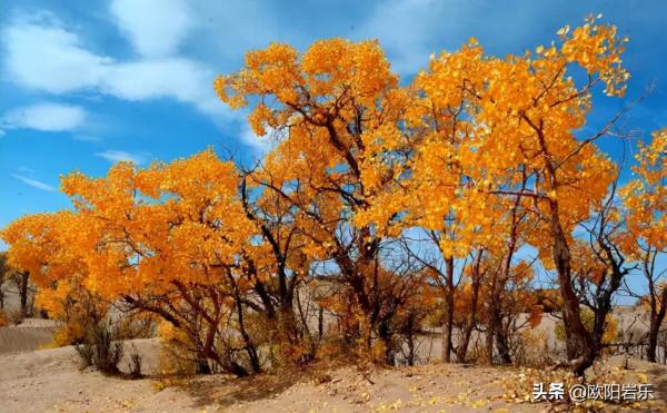 國內這6個地方的胡楊林，美得無法無天！此生一定要去看一次