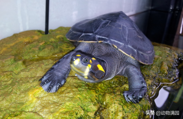 物種百科:黃頭側頸龜 物種百科:黃頭側頸龜