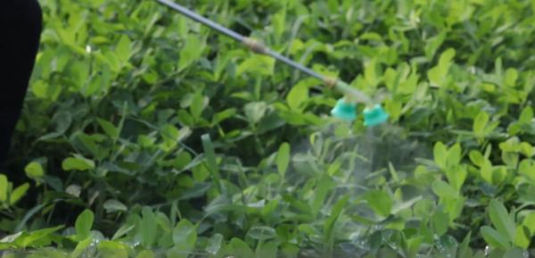 種花生，烯效唑什麼時候用？注意2個時期，結果多，產量高