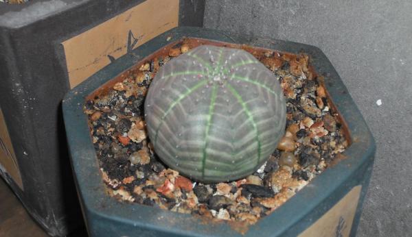 它和仙人掌養護方法相似，繁殖方式卻不一樣，你應該知道