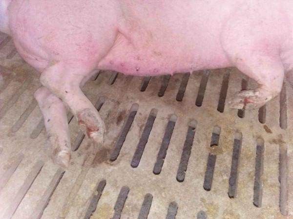 豬口蹄疫怎麼消毒?豬得了口蹄疫怎樣給豬消毒?本文來教你 豬口蹄疫怎麼消毒?豬得了口蹄疫怎樣給豬消毒?本文來教你