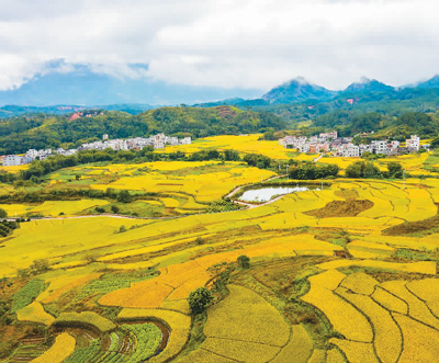 大地鋪“金”鄉村如畫