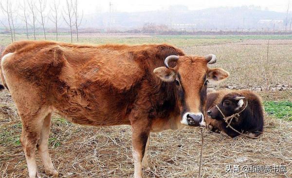 民間故事:小夥放生母牛,深夜母牛託夢:明天到村口接你媳婦 民間故事:小夥放生母牛,深夜母牛託夢:明天到村口接你媳婦