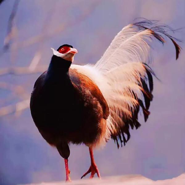 鳥的世界 鳥的天堂