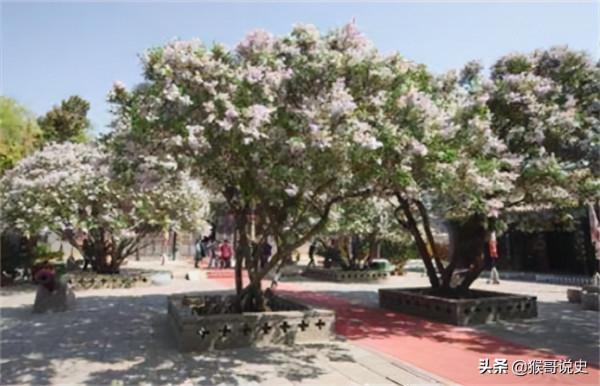 秦漢時期為對付匈奴常在邊關種榆樹,是為何?結果可見其高明之處 秦漢時期為對付匈奴常在邊關種榆樹,是為何?結果可見其高明之處