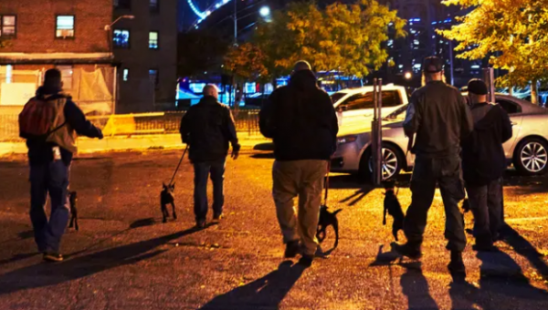 “狗拿耗子”劇情在紐約上演！用狗抓老鼠，遭動物權利組織反對