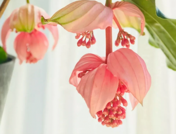 3年前寶蓮花又被稱為“貴婦花”，價格高、顏好，如今1盆不過百