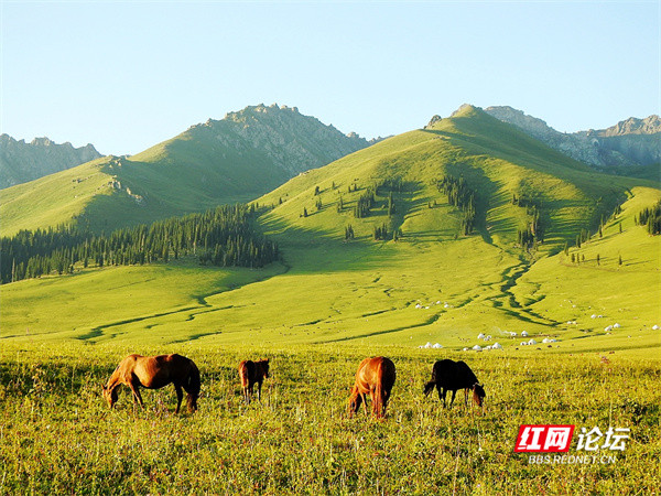 帶你看看網友鏡頭下“那拉提養蜂女”生活的草原有多美