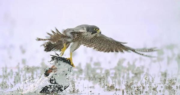 世界上飛行最快的鳥，連高鐵也追不上