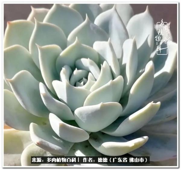 廣東的多肉陽臺:生命不息,折騰不止 廣東的多肉陽臺:生命不息,折騰不止