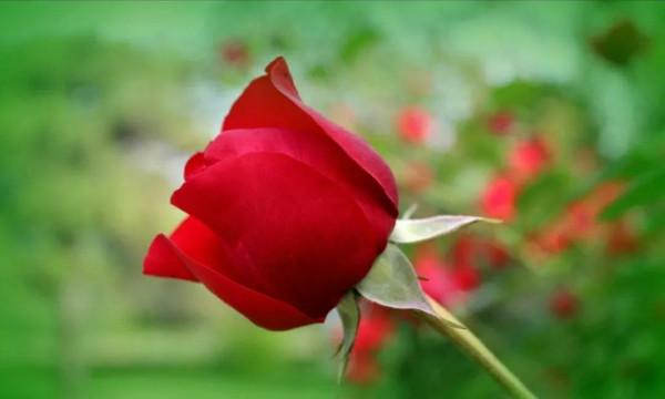 讀餘秀華的小詩《剛好》 讀餘秀華的小詩《剛好》