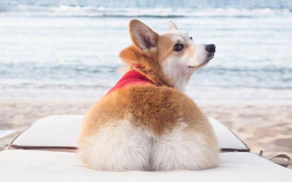 狗狗一見面,為什麼會先“聞屁股”?科學研究這是彼此交流的方式 狗狗一見面,為什麼會先“聞屁股”?科學研究這是彼此交流的方式