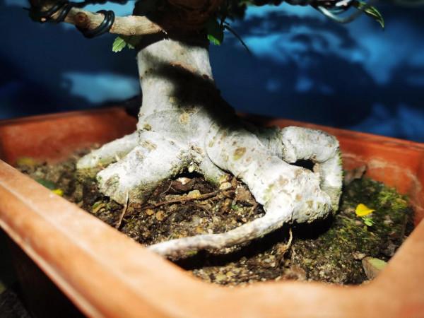 新人做盆景,榔榆是不二之選 新人做盆景,榔榆是不二之選