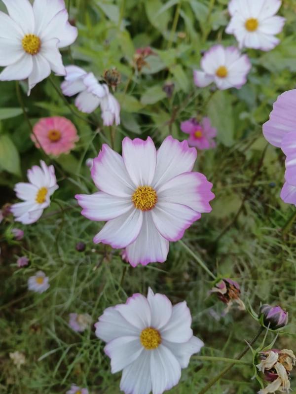 開在深秋的花田