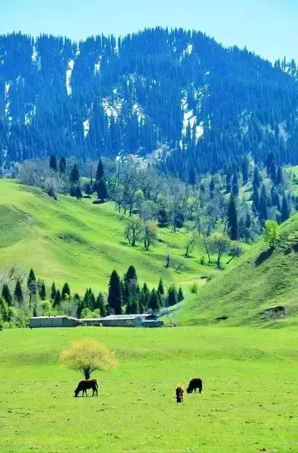 新疆那拉提草原風光 新疆那拉提草原風光