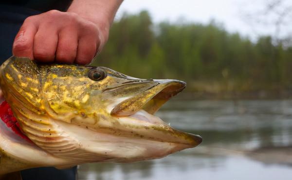 狗魚的新生！吃得多、不長肉，如今成了軟黃金