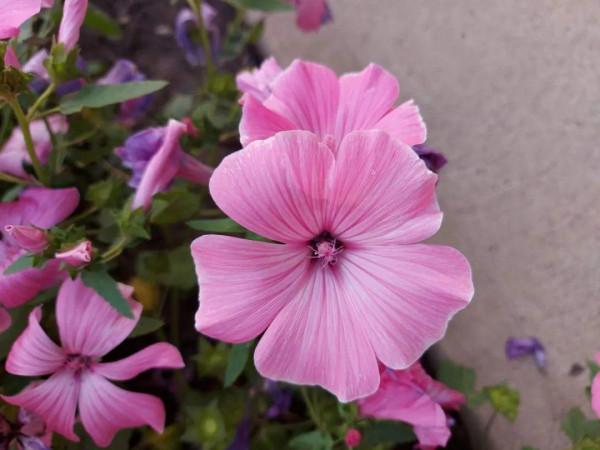 家裡養盆“銀盃花”，“曬點太陽”就銀光閃閃，爆盆開花