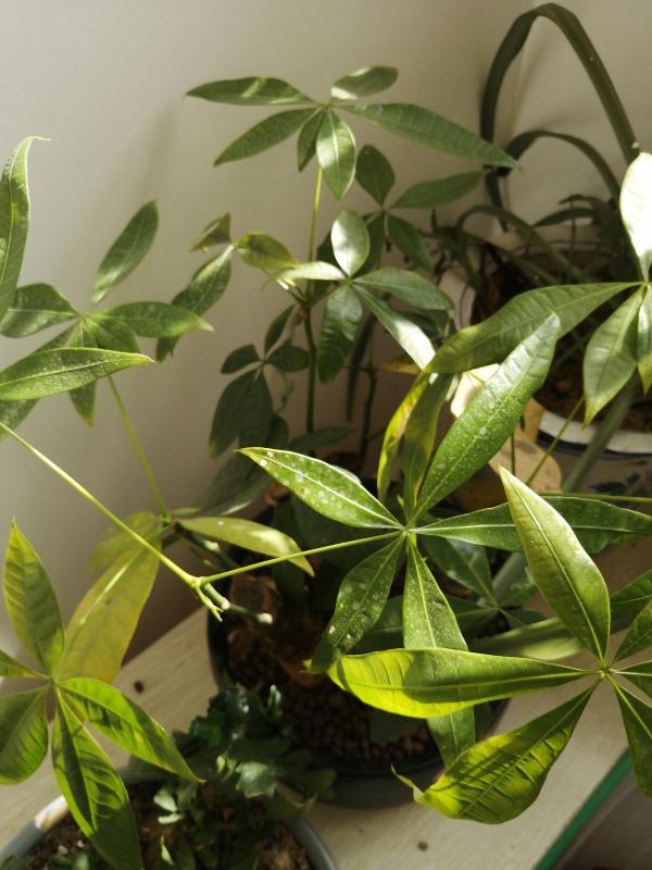 送花是門學問，寓意不好不能送，寓意太好更要小心