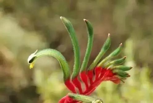 世界上100種奇花，你見過的有哪些
