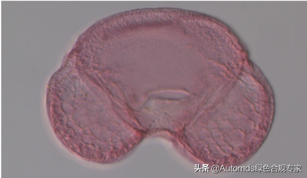 研究人員在針葉樹花粉中發現奈米泡沫 可用於為汽車提供動力
