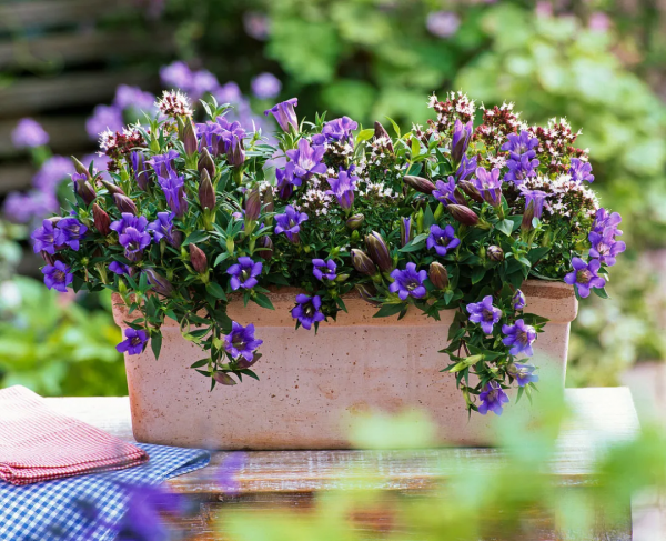 花園植物小百科 | 你的花園到底適合種什麼植物？對症下藥是關鍵