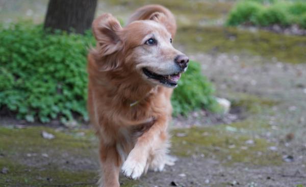 狗狗去世前，最想做的7件事，你可以滿足它嗎？