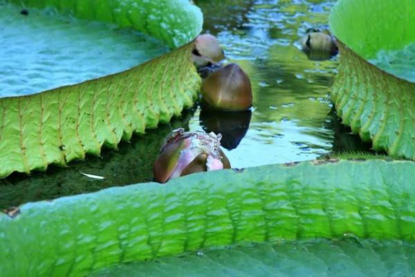分享圖片，猶如曇花一現的王蓮開花，各種顏色，各種姿態大全