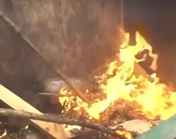 幾百塊錢一斤?俄羅斯遭大規模“臭屁蟲”入侵!網友:味道不錯 幾百塊錢一斤?俄羅斯遭大規模“臭屁蟲”入侵!網友:味道不錯