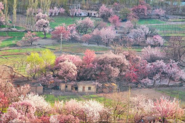 多少人的夢想!湖南姑娘用5年,在新疆禾木打造了個絕美花園 多少人的夢想!湖南姑娘用5年,在新疆禾木打造了個絕美花園
