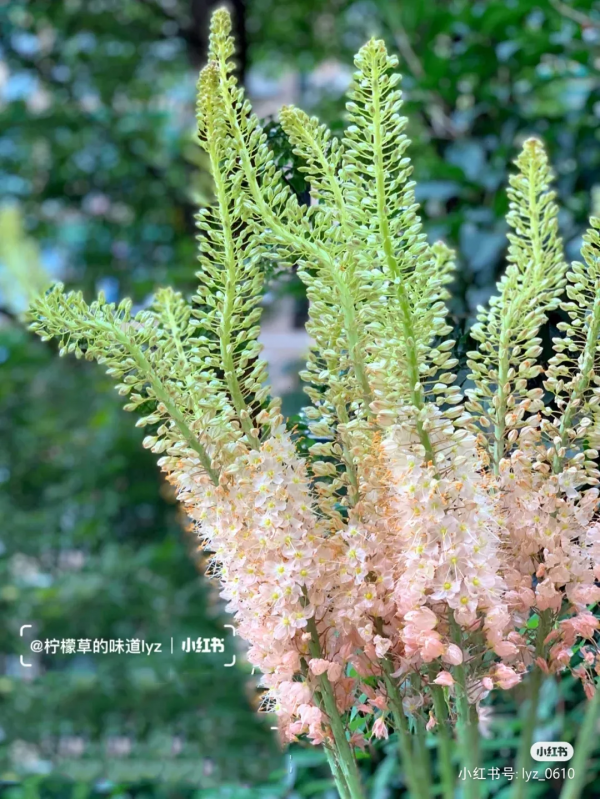 花材界的“愛馬仕”們,美貌自不必說,價格更是讓人服氣 花材界的“愛馬仕”們,美貌自不必說,價格更是讓人服氣