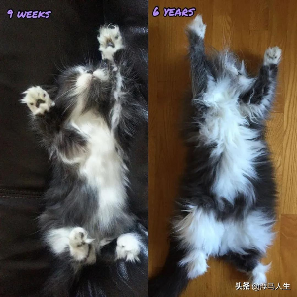 可愛的貓都見過，潦草的貓見過嗎？