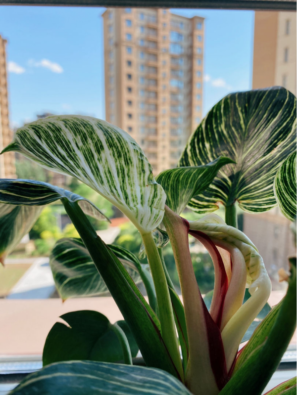 16種喜&OpenCurlyDoubleQuote;陰&rdquo;花，適合養在&OpenCurlyDoubleQuote;光照少&rdquo;的地方，光太強反而長不好