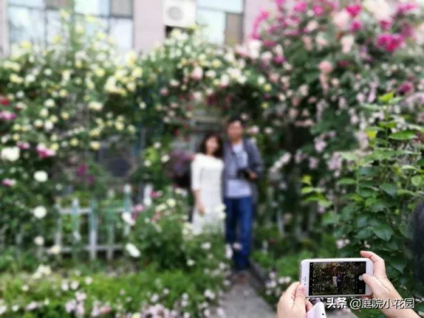 這樣的小院就是我夢想中的花園