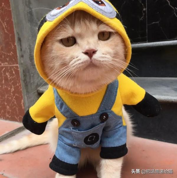 為啥叫貓“主子”？看了他的臉你就明白了