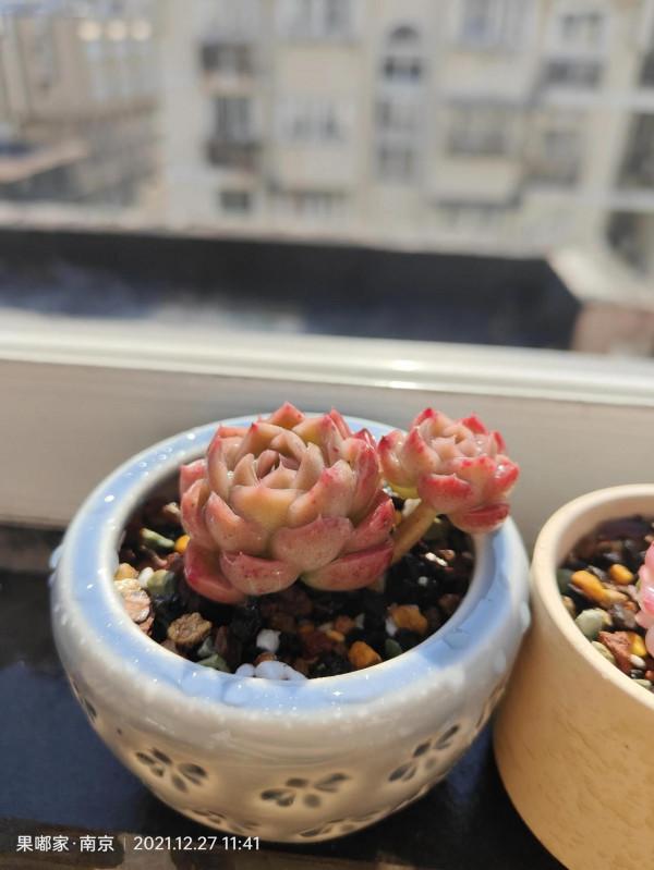 花園，美肉，怎可缺席