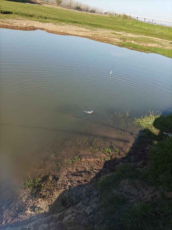 5米寬的河溝頻率逐漸加快，魚口竟然如此暴躁