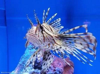 要想延年益壽,帶你去海底世界,欣賞一下美麗的珊瑚礁和珊瑚魚 要想延年益壽,帶你去海底世界,欣賞一下美麗的珊瑚礁和珊瑚魚