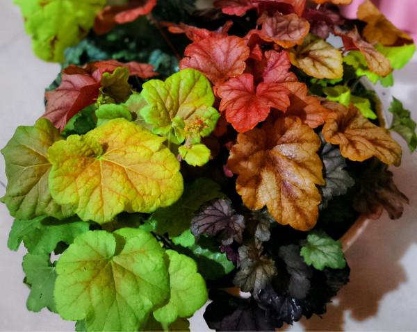 綠蘿都過時了,6種彩色葉子花,隨便一棵都美成油畫 綠蘿都過時了,6種彩色葉子花,隨便一棵都美成油畫