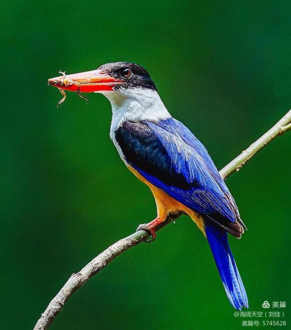 自然界中最美的鳥兒之一藍翡翠