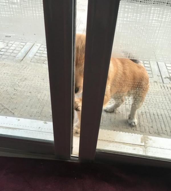 一隻會自己開門的土狗，閉上你說土狗的嘴