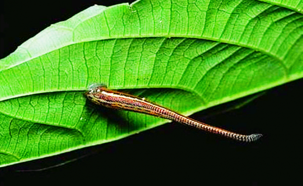 1942年，16歲的小兵穿越了野人山，戰友們的悽慘讓他心痛了一輩子