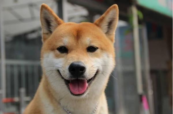 訓練篇：柴犬一生最佳的訓練時間，請你好好“把握”